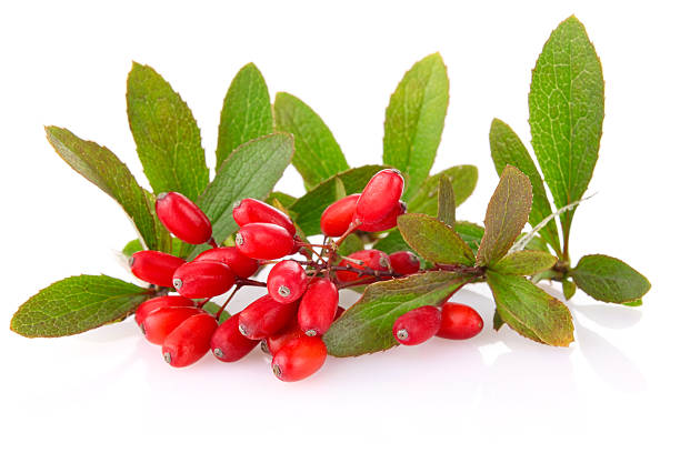 istock ripe barberries on branch with green leaf 177514834