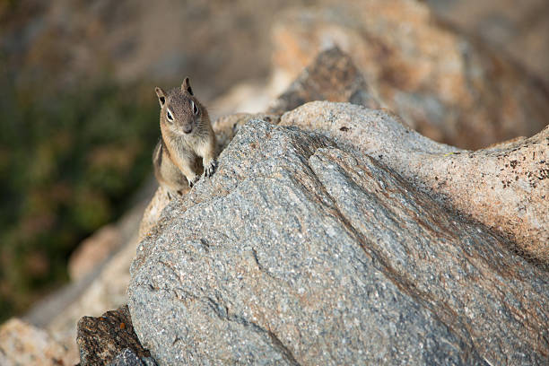 istock Chipmunk near edge of cliff 177514962
