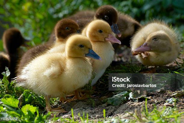 Photo libre de droit de Bébé Canard banque d'images et plus d'images libres de droit de Canard - Oiseau aquatique - Canard - Oiseau aquatique, Eau, Famille d'animaux