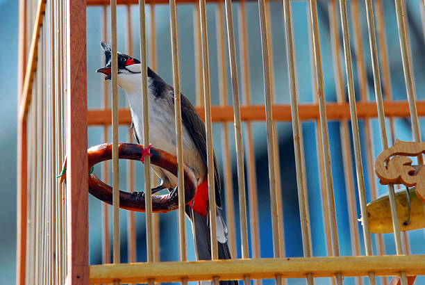 istock Red-whiskered Bulbul in the birdcage with blue sky 177515034