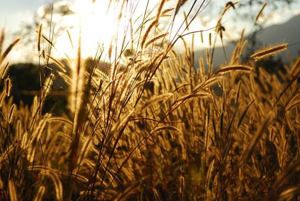istock Silhouette of Grass flowers 177515095