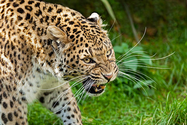 istock Snarling Angry North Chinese Leopard Large Whiskers 177515096