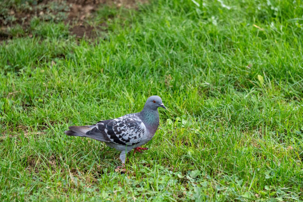 istock common pigeon looking for food in the grass 1775152117
