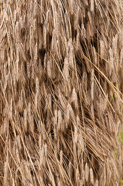 Barley background stock photo