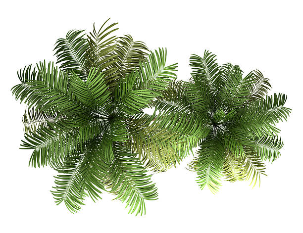 istock top view of two areca palm trees isolated on white 177515363