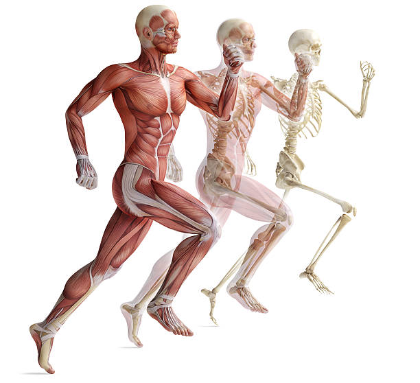 구조, 근육 - strength skinless muscular build human muscle 뉴스 사진 이미지