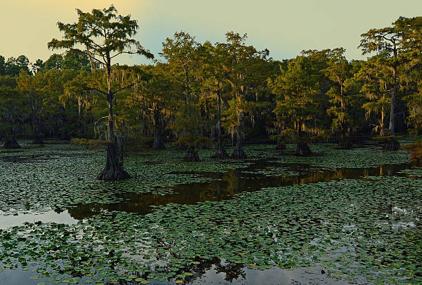 istock Sunset in Cypress Swamp 177515982