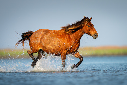 A wild horse from the Shakelford herd in North Carolina crosses an inlet