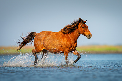 A wild horse from teh Shakelford herd runs across an inlet