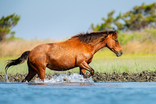 A wild horse in the Outer Banks comes ashore after crossing an inlet