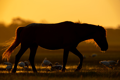 A North Carolina wild horse crosses a marsh backlit at sunset