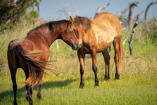 Two wild horses of the Shakelford herd play in a meadow