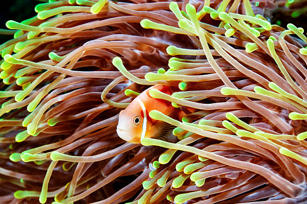 Nemo Verstecken – Foto
