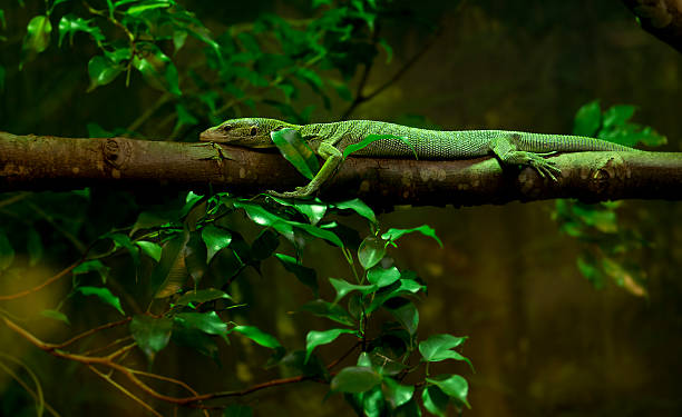 Green / Emerald Tree Monitor, Varanus Prasinus