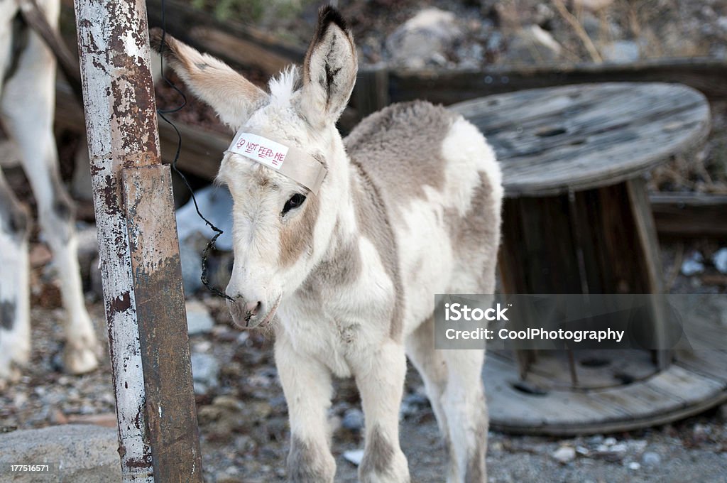 Young burro masticar una pieza de cable - Foto de stock de Animal libre de derechos