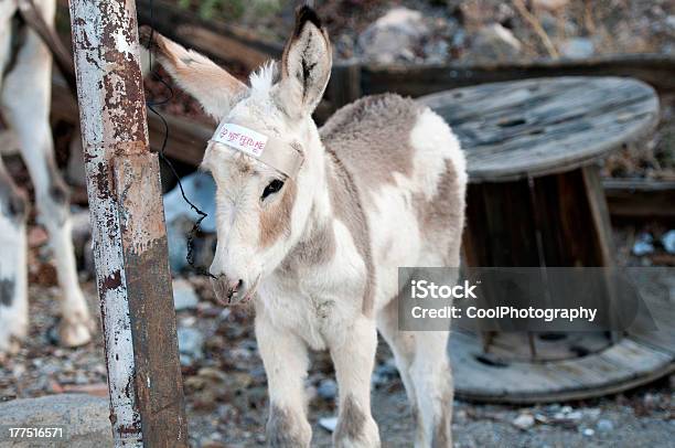 Giovane Burro Masticare Un Pezzo Di Filo - Fotografie stock e altre immagini di Animale - Animale, Asino - Equino, Composizione orizzontale