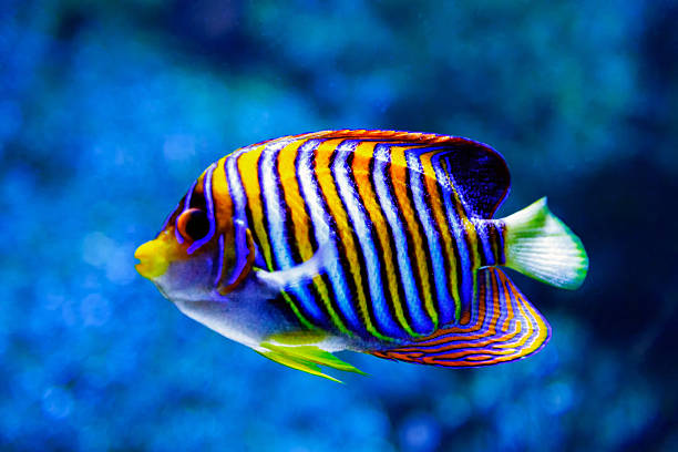 peixe anjo - imperial angelfish imagens e fotografias de stock