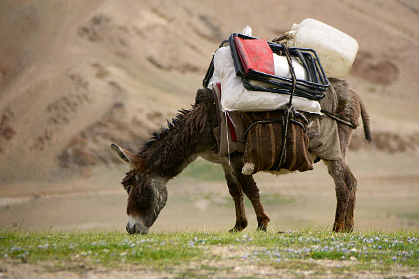 istock Heavily loaded donkey eating grass at Tso Kar. 177516693