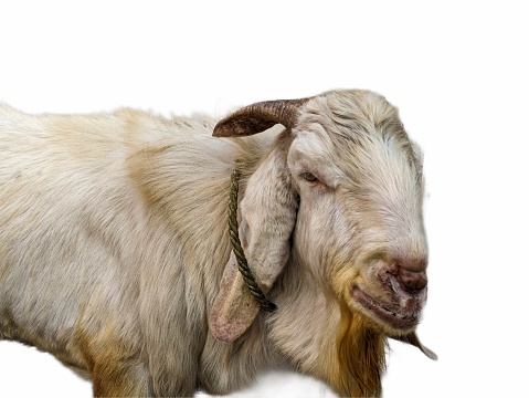 a white goat with white background. isolated