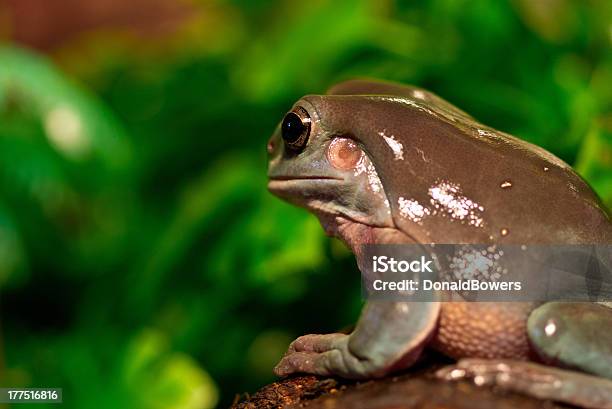 Photo libre de droit de Détail De Rainette Verte Assis Dans La Nature banque d'images et plus d'images libres de droit de Amphibien - Amphibien, Animaux à l'état sauvage, Arbre