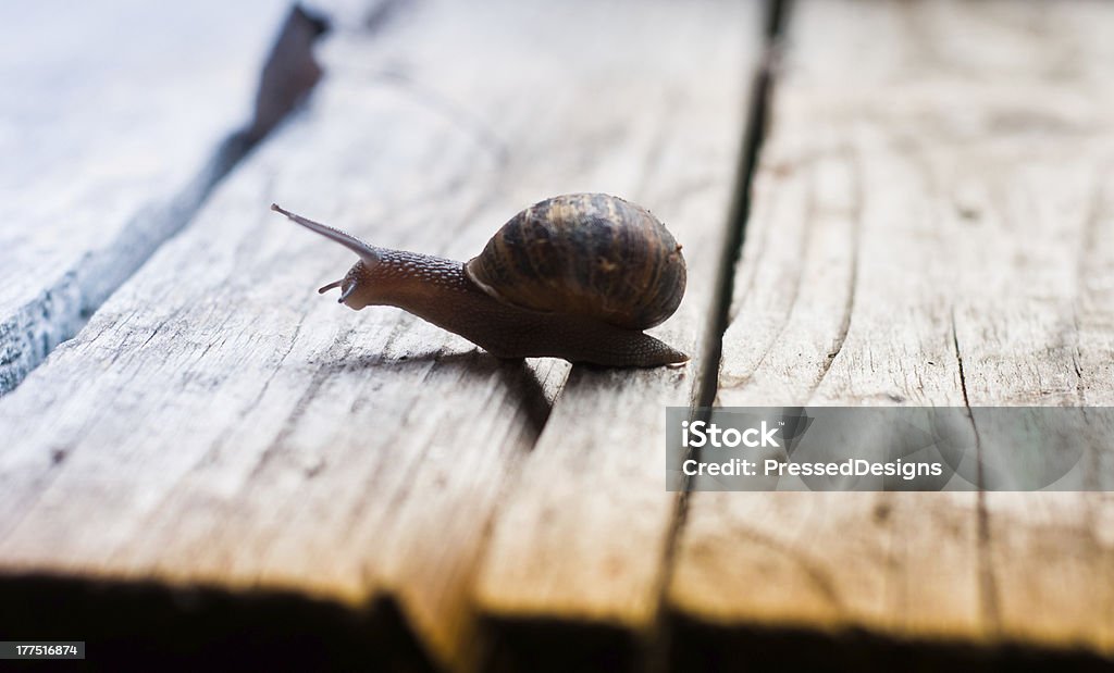 Snail on a wood background A busy snail making his way across a plank of dry wood Animal Stock Photo