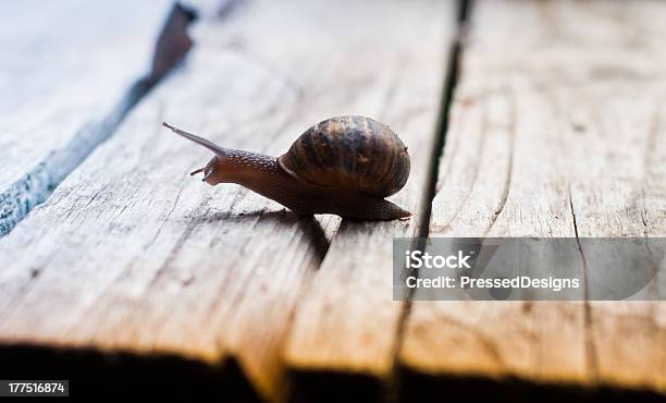Snail On A Wood Background Stock Photo - Download Image Now - Animal, Formal Garden, Horizontal