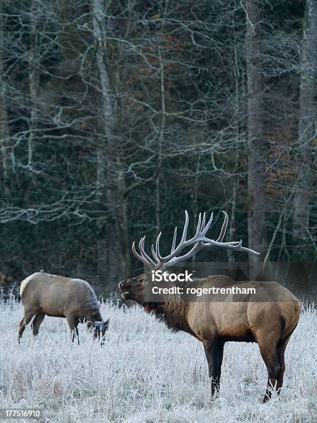 Foto de Smoky Mountain Elk e mais fotos de stock de Neve - Neve, Parque Nacional das Great Smoky Mountains, Caribu - Cervo