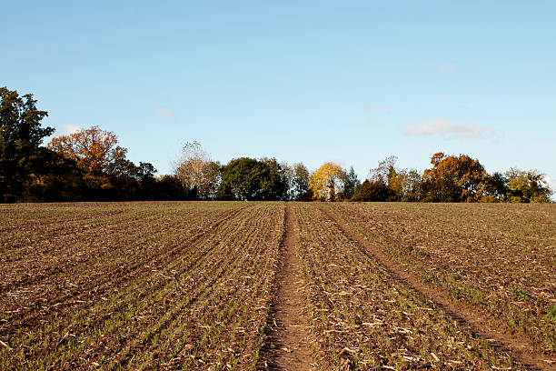istock Farmland edged by autumnal trees 177516936