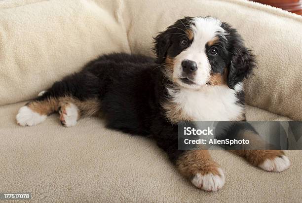 Bernese Mountain Dog Puppy Lying On Dogbed Stock Photo - Download Image Now - Bernese Mountain Dog, Dog, Pet Bed