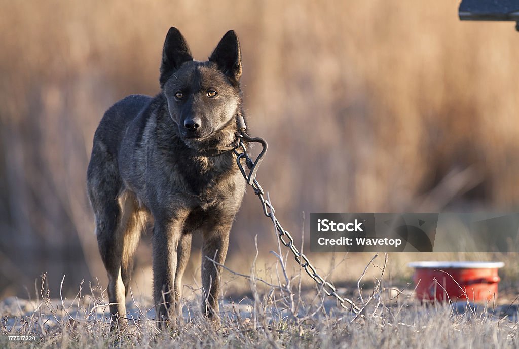 Lonely dog Lonely dog in chain near his empty dish Animal Stock Photo