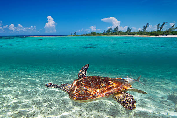 istock Caribbean Sea scenery with green turtle 177517395