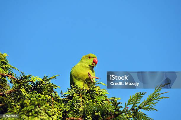 Garras De Papagaio Vermelho Claro - Fotografias de stock e mais imagens de Alimentar - Alimentar, Animal, Cor verde
