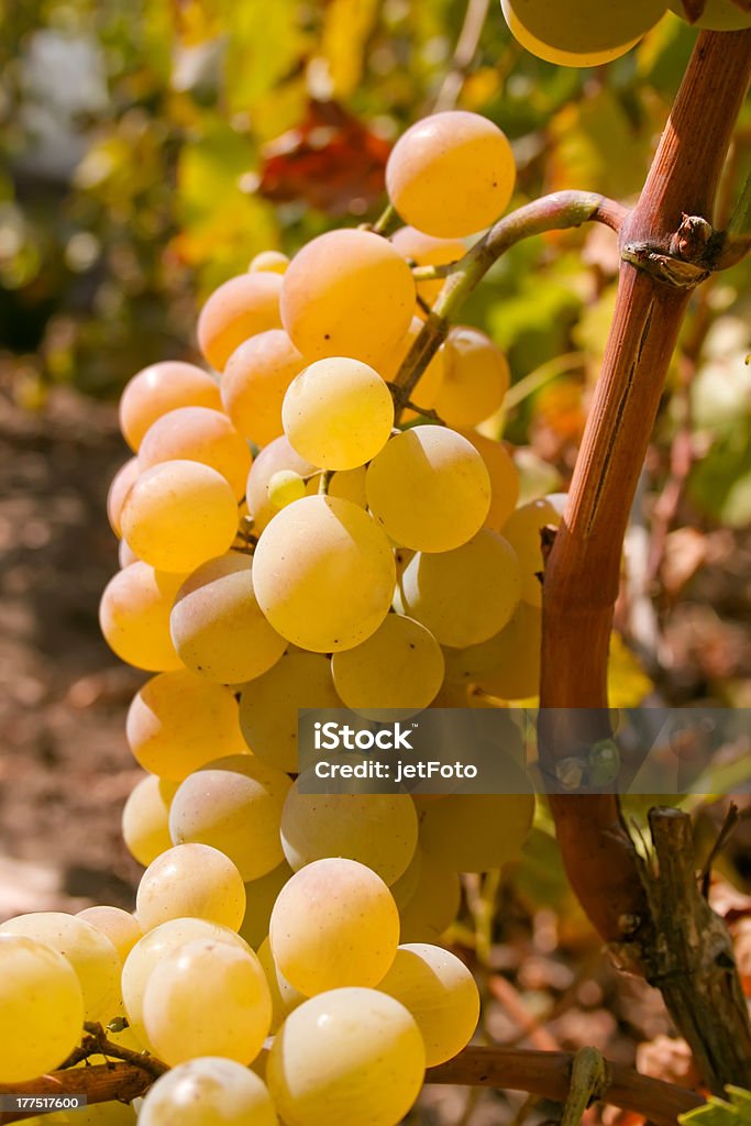 Grappolo di uva verde maturo vino nella vite - Foto stock royalty-free di Agricoltura