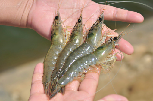 Raw fresh uncooked Indian white shrimp on hand at the kingdom of Saudi Arabia
