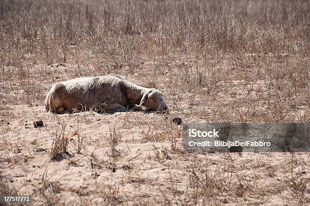 Ovelha Mentir Em Uma Paisagem Seco - Fotografias de stock e mais imagens de Agricultura - Agricultura, Animal, Ao Ar Livre