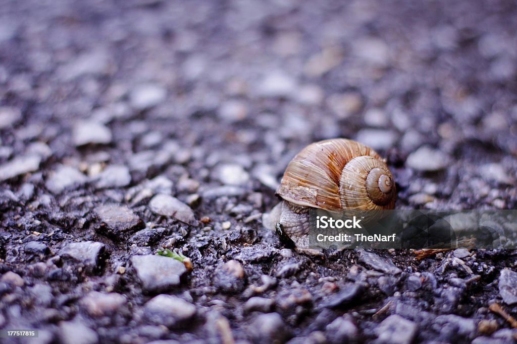 Vida a uma velocidade de caracol - Royalty-free Adversidade Foto de stock