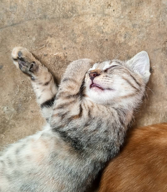 istock Close up cute kitten sleeping on the floor 1775178300
