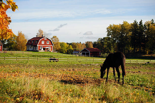 istock Autumn on Swedish horse farm 177517911