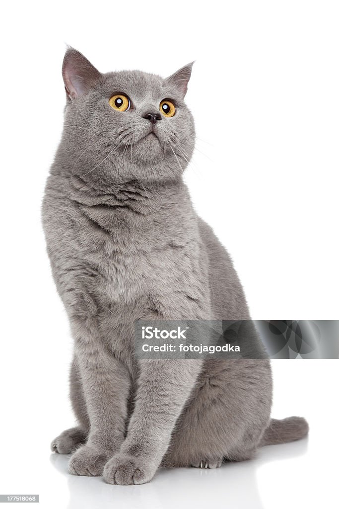 British Shorthair cat on a white background  Animal Stock Photo