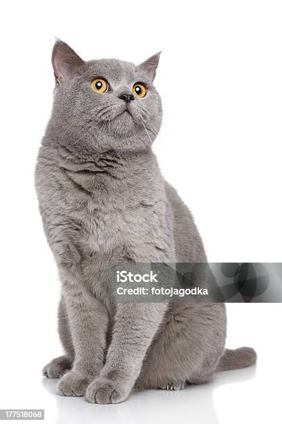 British Shorthair Cat On A White Background Stock Photo - Download Image Now - Animal, Animal Themes, Domestic Cat