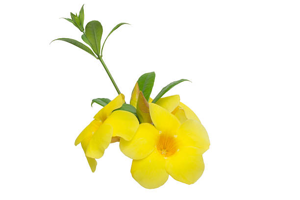 istock Golden trumpet 177518098