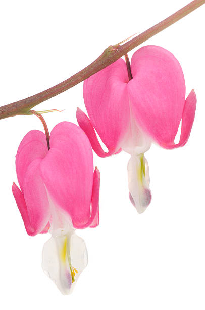 istock Pink Bleeding Heart (Lamprocapnos Spectabilis) Flowers 177518121