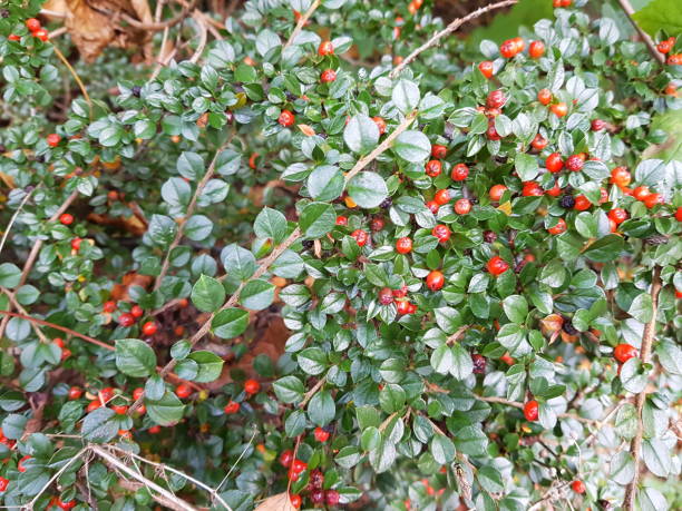 Close-up image of red berries in Glasgow Scotland England UK Close-up image of red berries - Cotoneaster horizontalis in Glasgow Scotland England UK cotoneaster horizontalis stock pictures, royalty-free photos & images