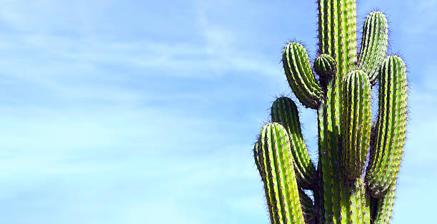 캐터스, 멕시코 - ornamental garden plant tropical climate desert 뉴스 사진 이미지