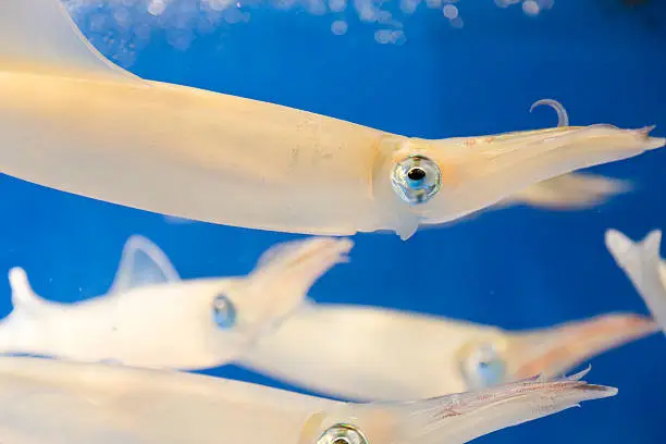Live calamari squid swimming.