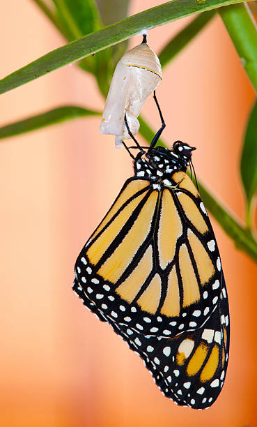 papillon monarque fraîchement sortie de cocon - butterfly monarch butterfly spring isolated photos et images de collection