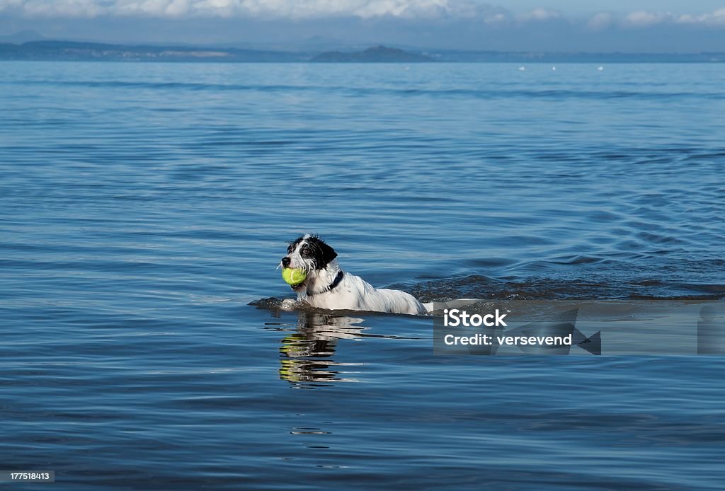 Chien nage avec ballon dans la bouche - Photo de Aller chercher libre de droits