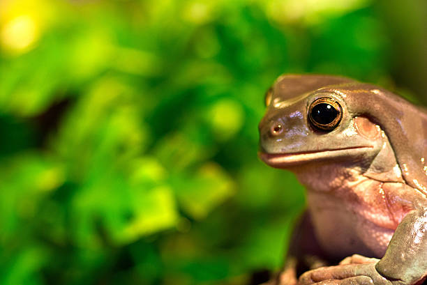 szczegółowe ujęcie zielone drzewo żaba siedzi w natura - green treefrog frog common frog tree frog zdjęcia i obrazy z banku zdjęć