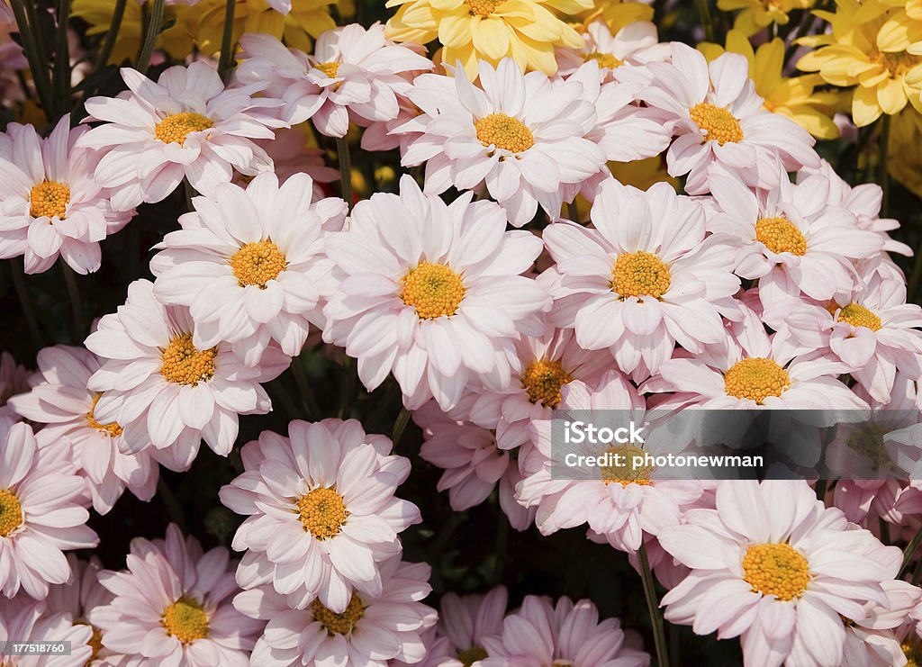 Chrysanthemum flower Beauty In Nature Stock Photo