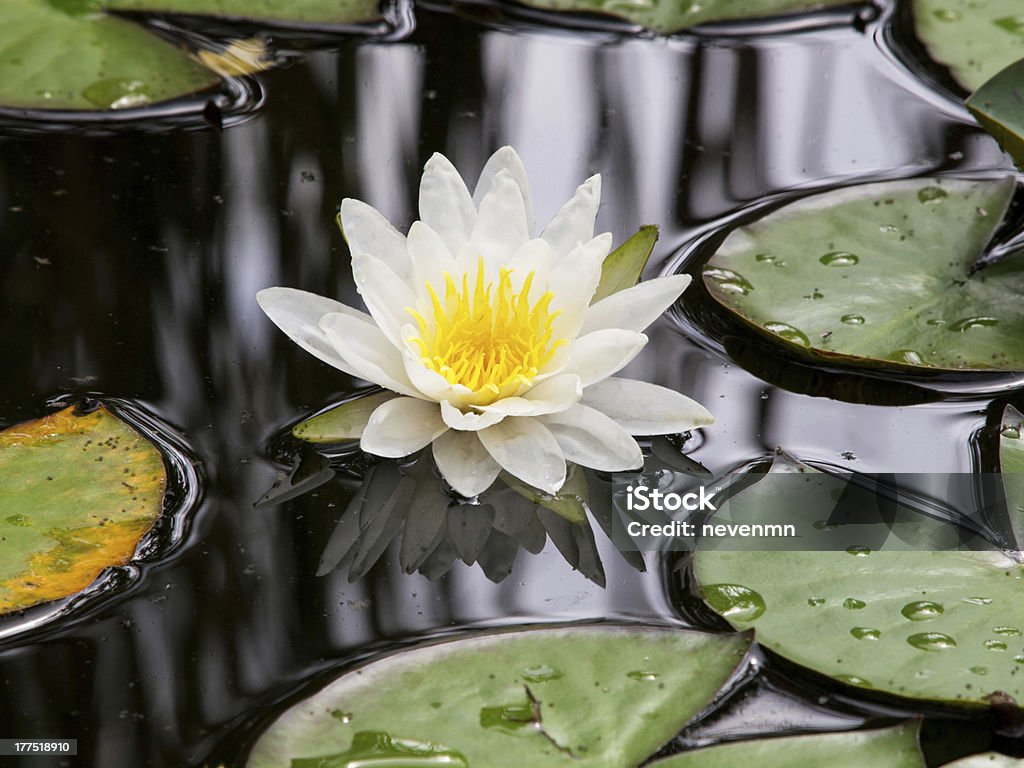 white lily whire water lily in the lake Aquatic Organism Stock Photo